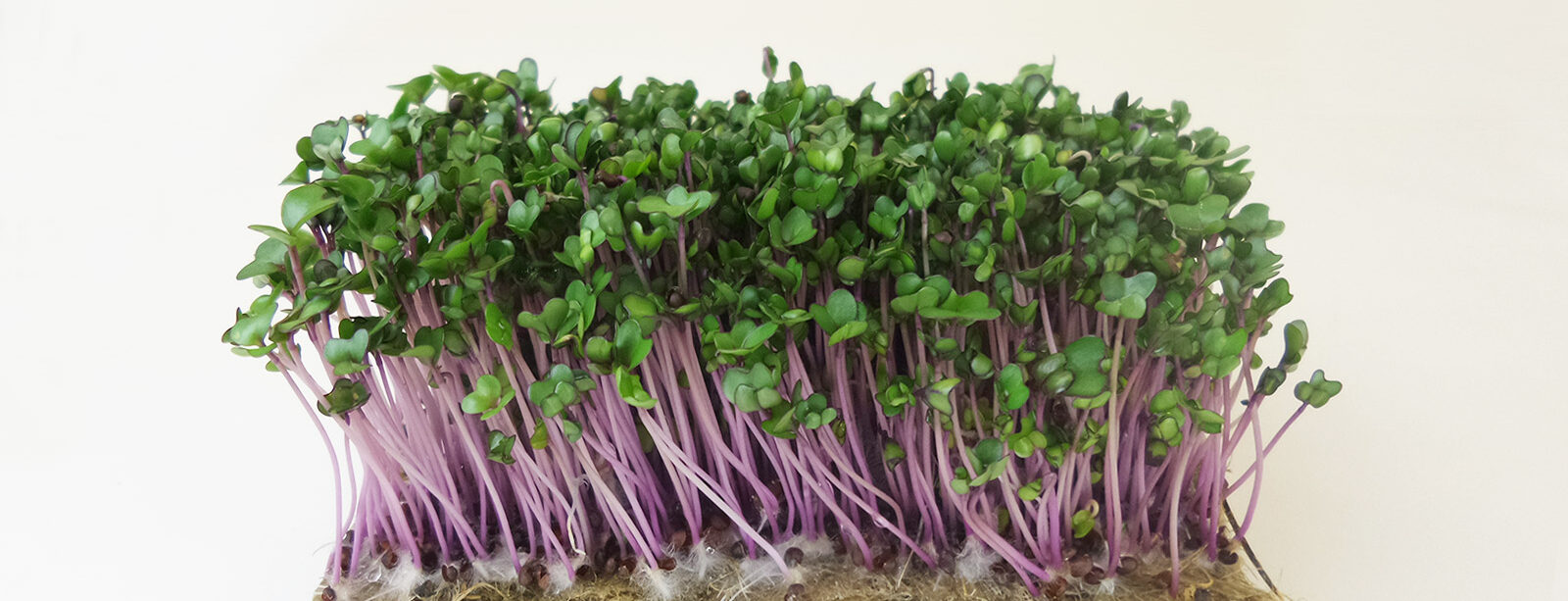 Flixgrün Kohlrabi-Sprossen